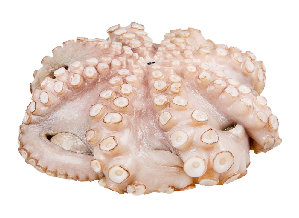 Whole flower octopus, raw