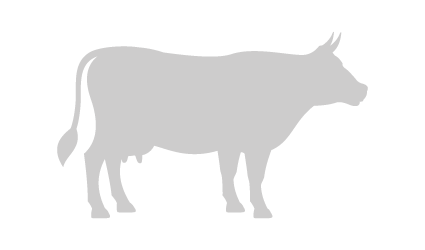 Wagyu beef steer silhouette