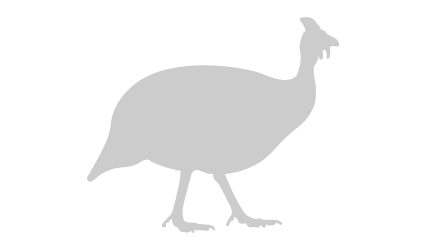 Guinea Fowl silhouette