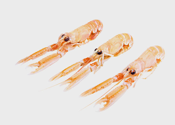 3 whole langoustines, raw