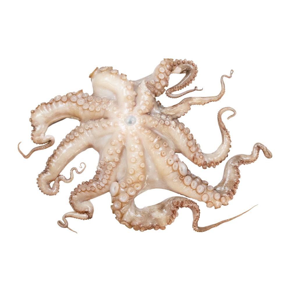 Whole raw octopus